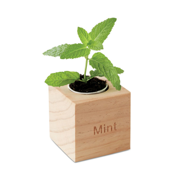 Mint in wooden plant pot